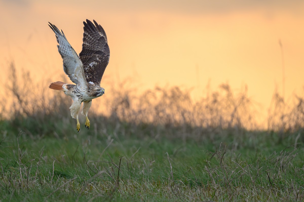 Red-tailed Hawk - ML645678831