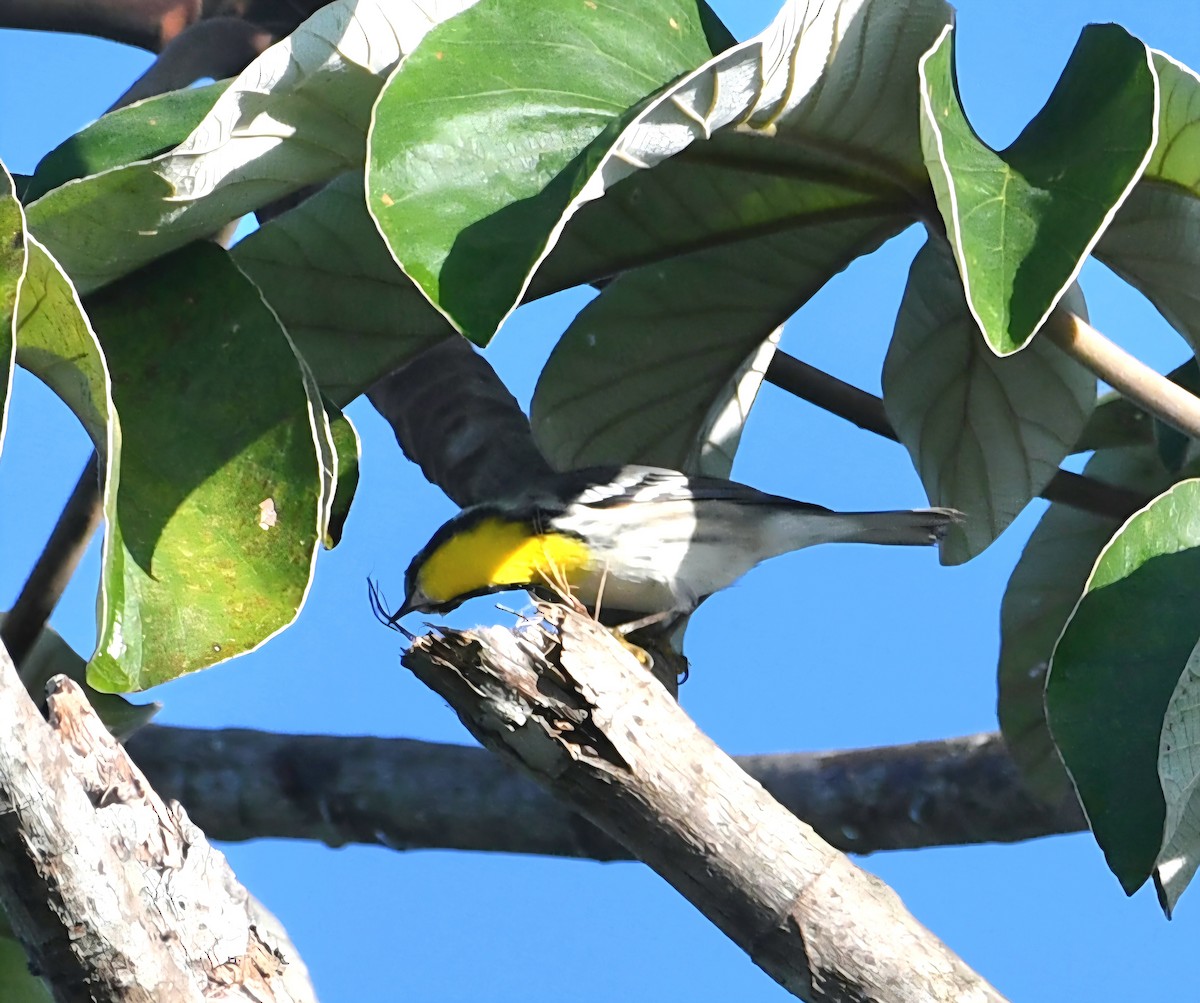 Yellow-throated Warbler - ML645678832
