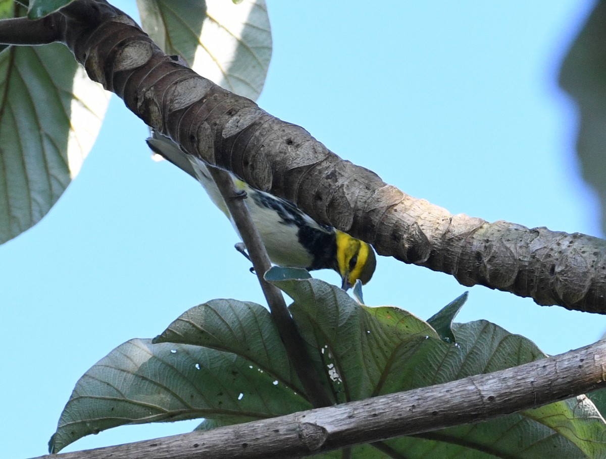 Пісняр-лісовик чорногорлий - ML645678837