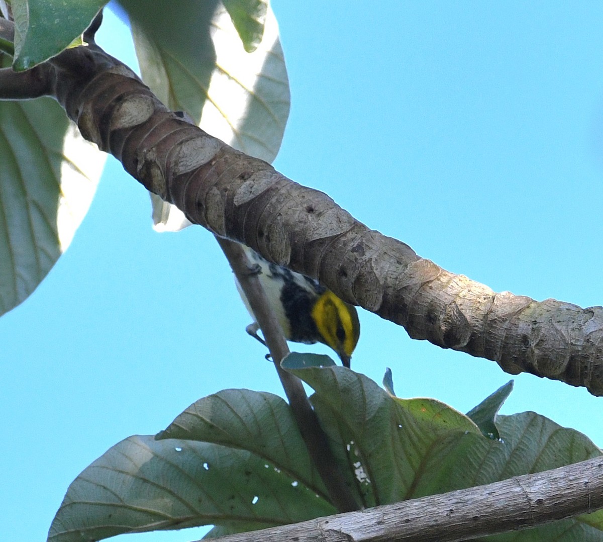 Black-throated Green Warbler - ML645678838