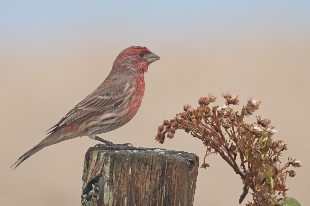 Чечевиця садова - ML645678840