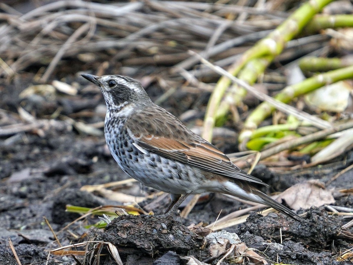 Дрізд темний - ML645678841