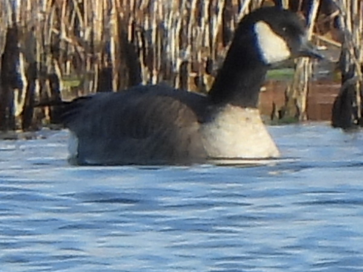 小加拿大雁 - ML645678846