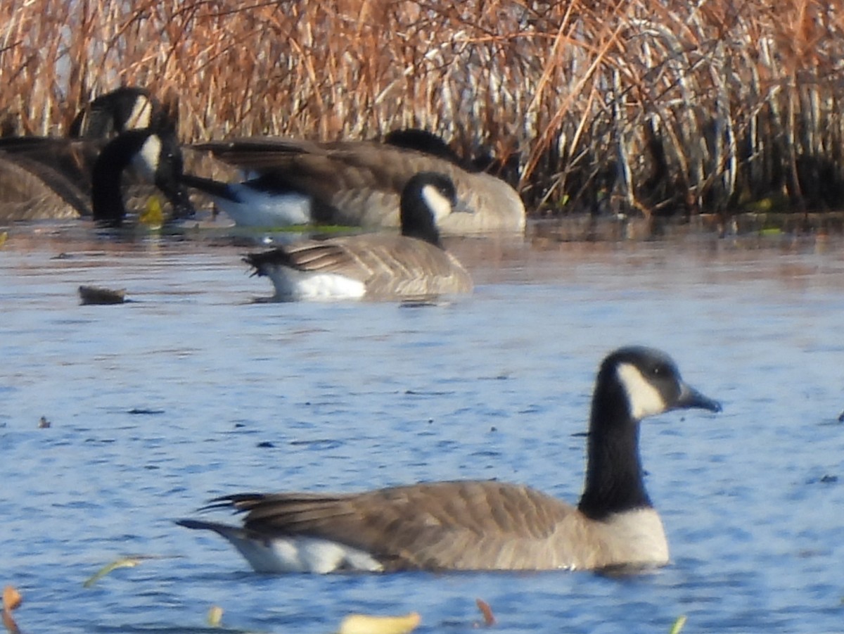 小加拿大雁 - ML645678847