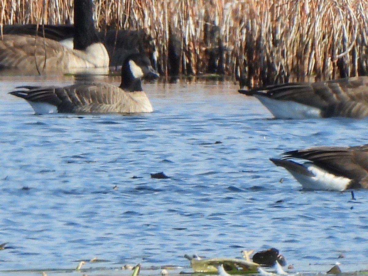 小加拿大雁 - ML645678851