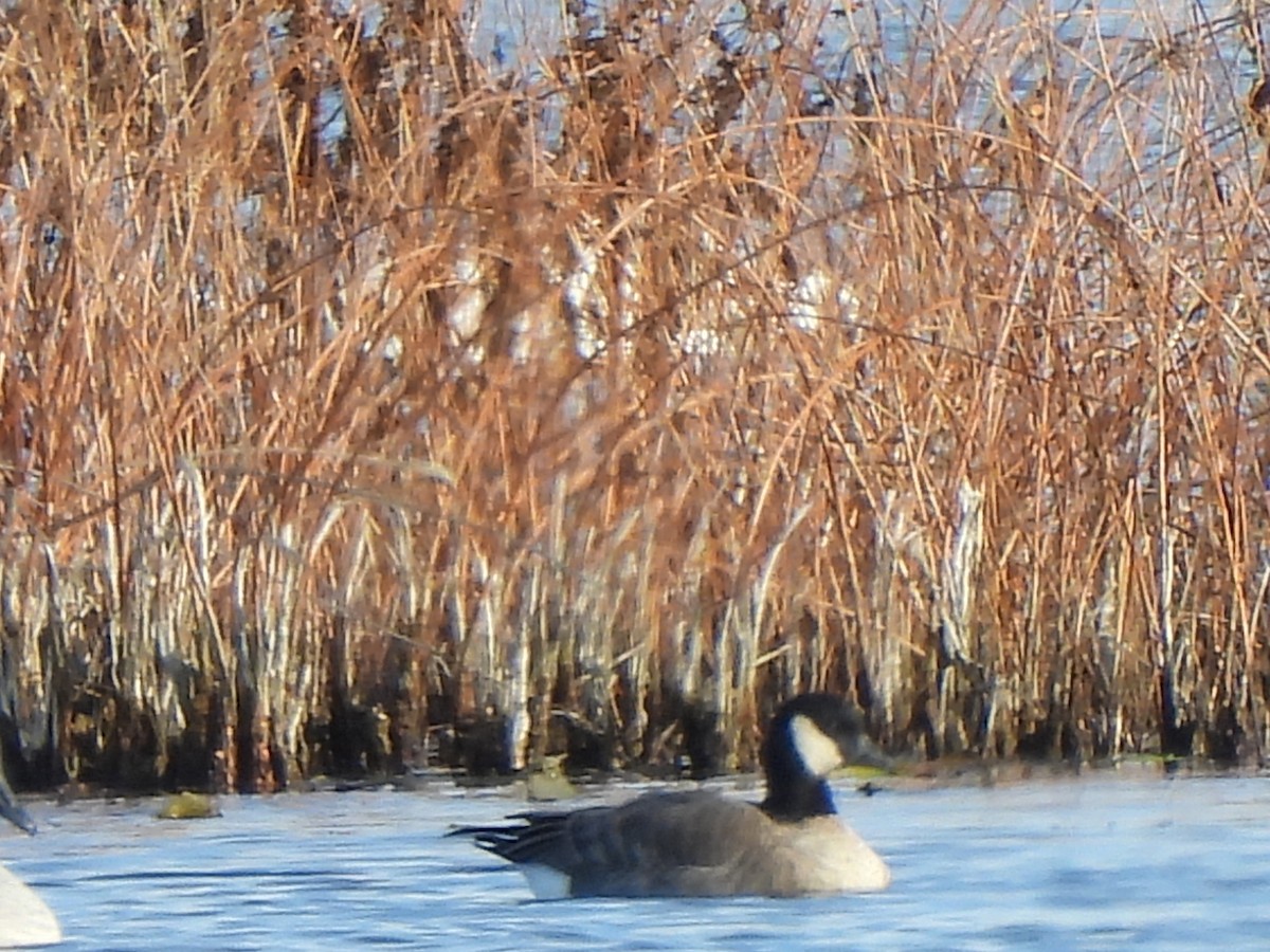 小加拿大雁 - ML645678853