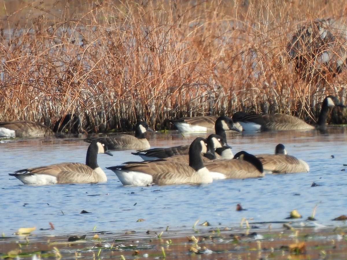 小加拿大雁 - ML645678854
