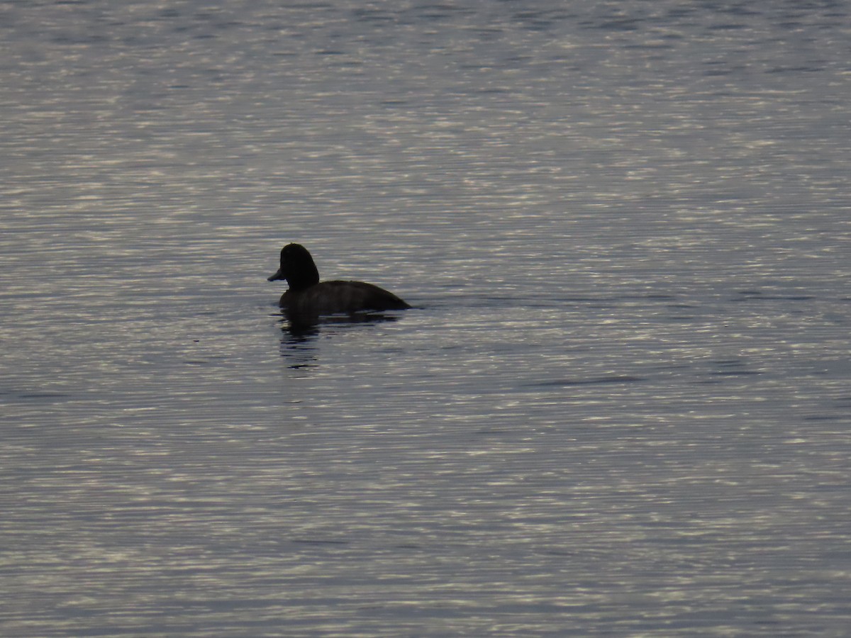 Чернь американська - ML645678865