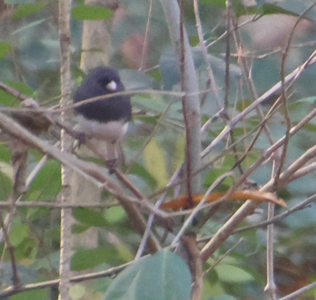 Юнко сірий - ML645678867