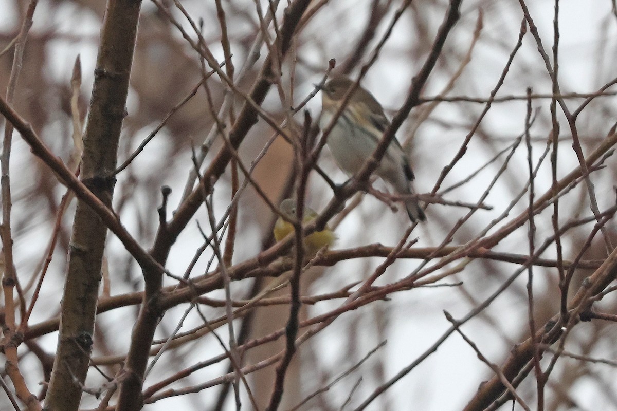 Червоїд сіроголовий - ML645678868