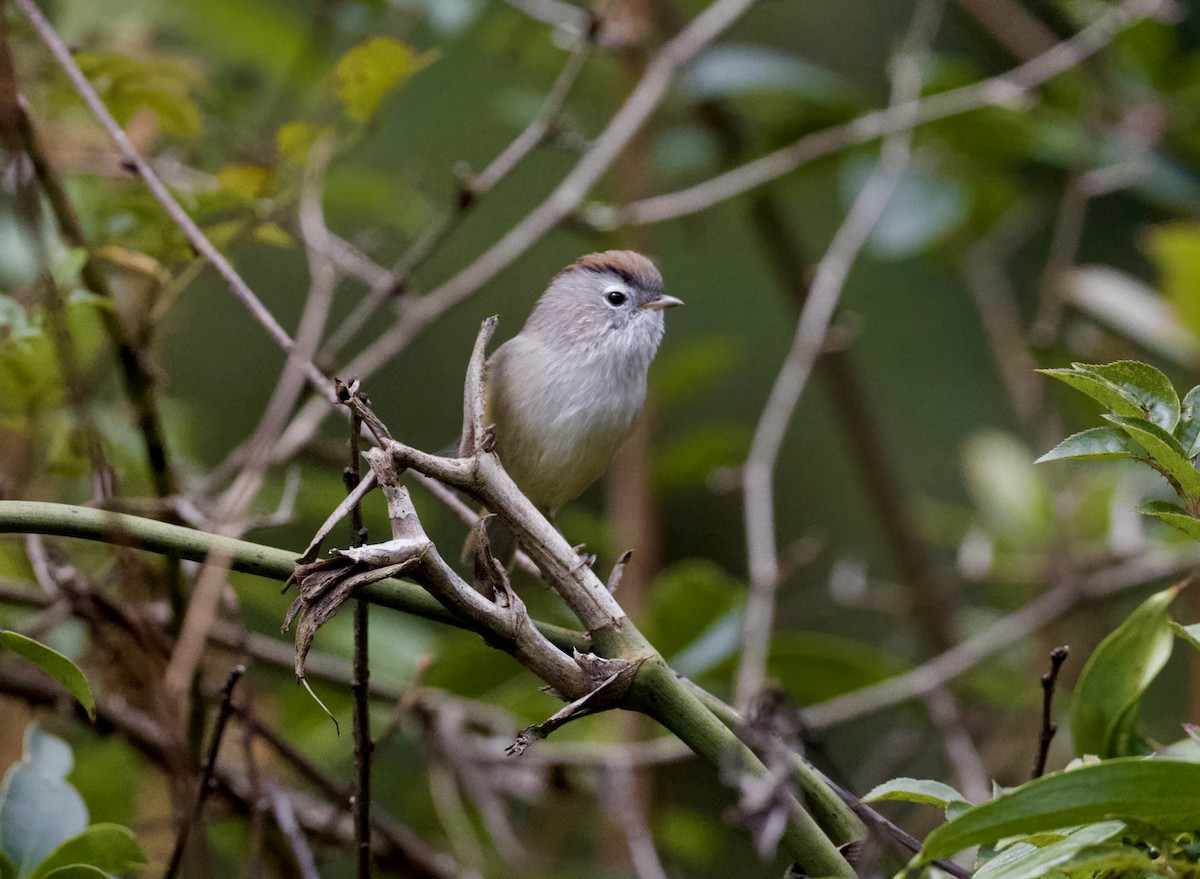 Фульвета рудоплеча - ML645678869