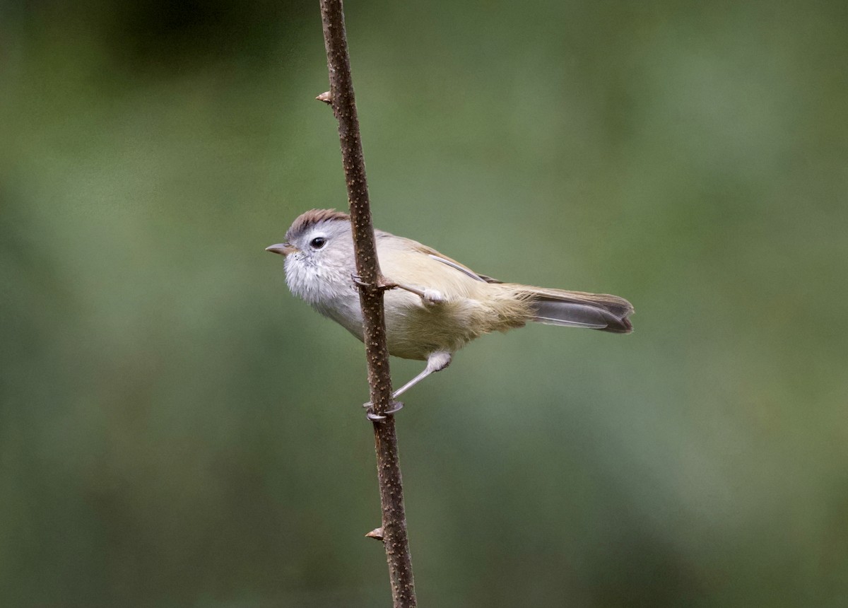 Фульвета рудоплеча - ML645678870