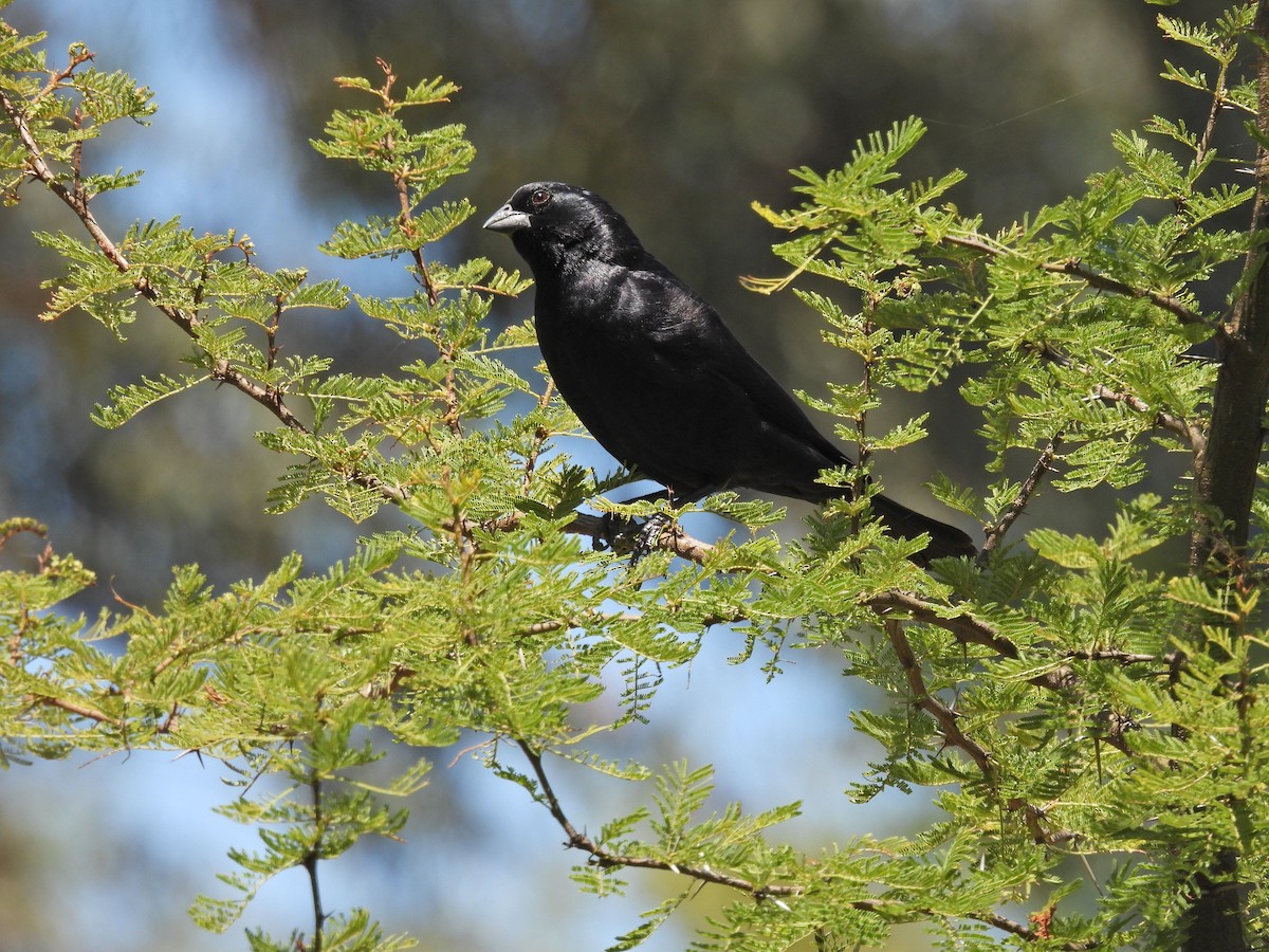 Вашер короткодзьобий - ML645678871