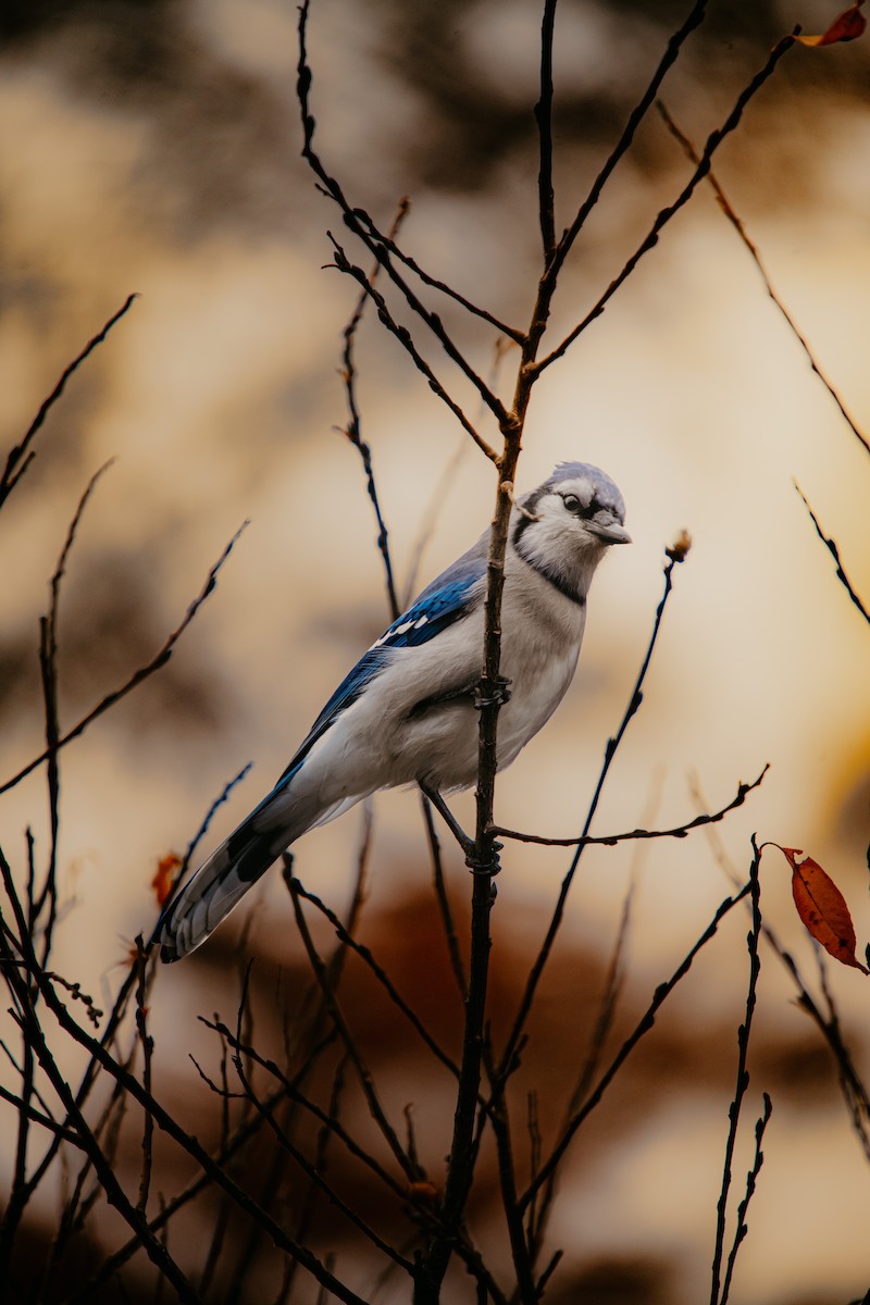 Сизойка блакитна - ML645678874