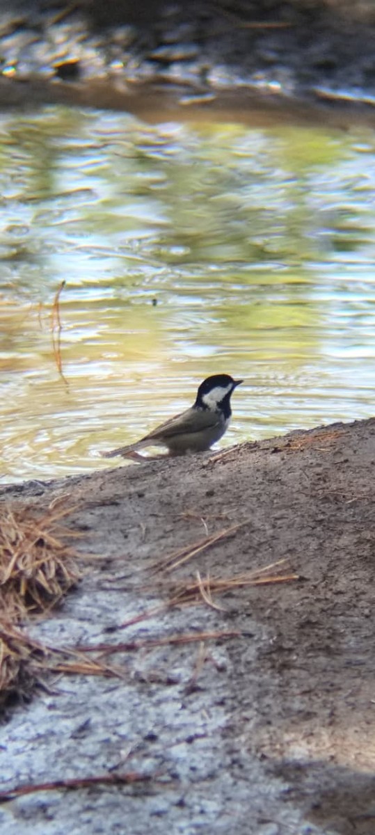 Гаїчка мексиканська - ML645678875