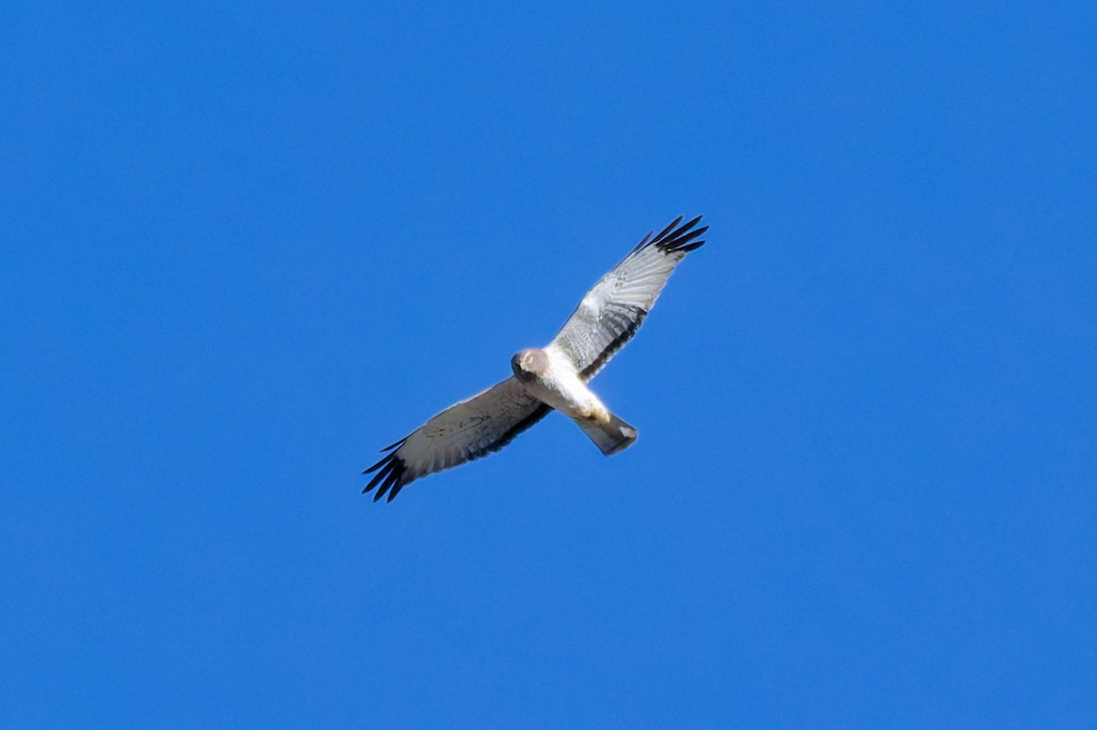 Лунь американський - ML645678876