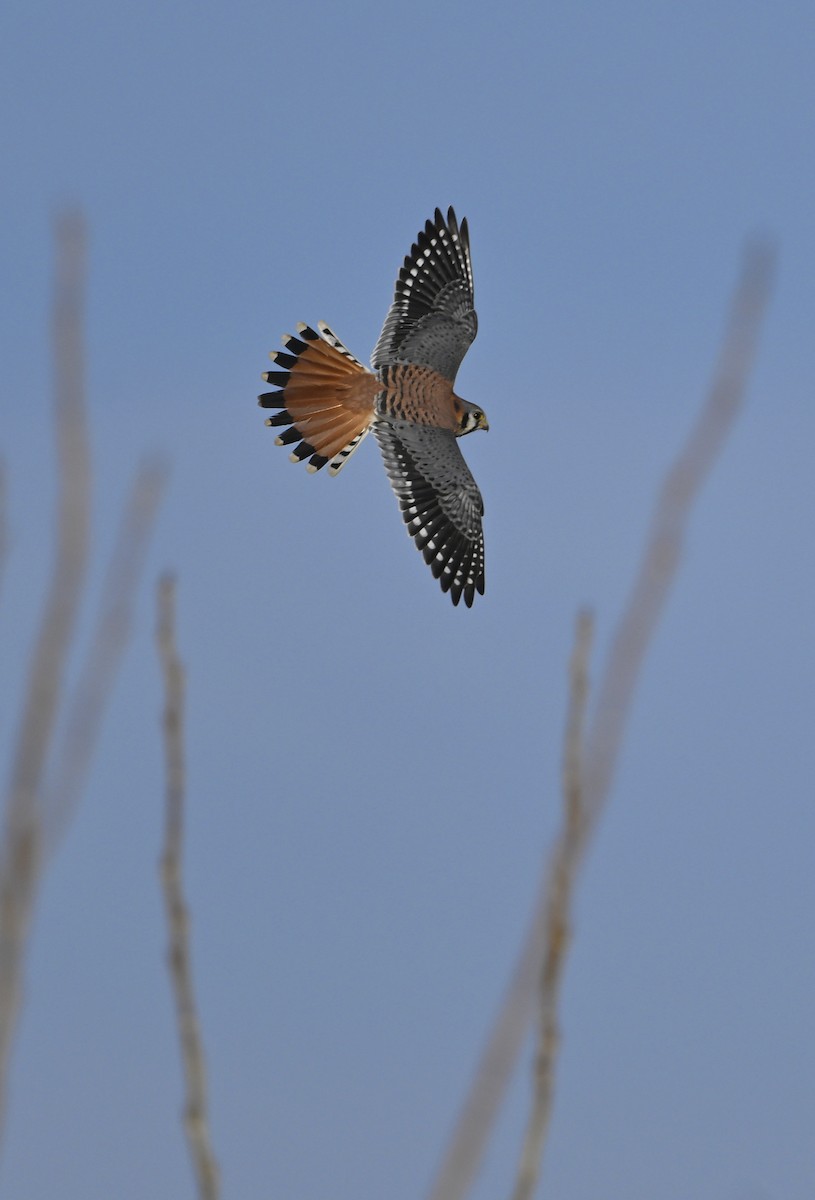 Боривітер американський - ML645678877