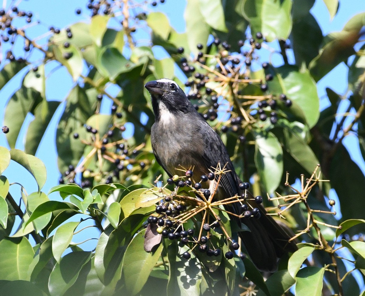 Зернолуск бурогузий - ML645678878