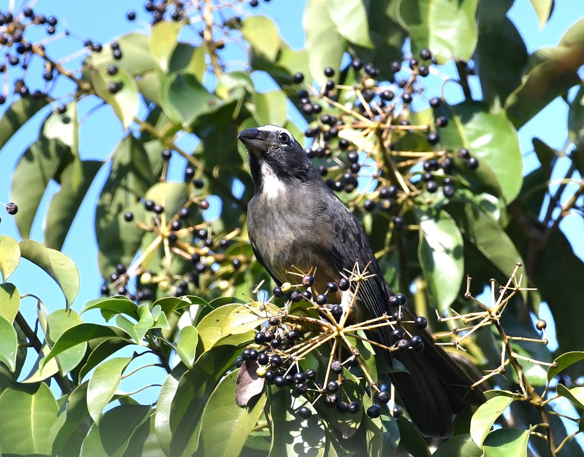 Зернолуск бурогузий - ML645678879