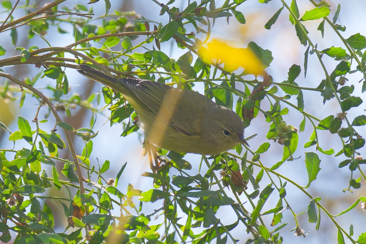 Червоїд оливковий - ML645678882
