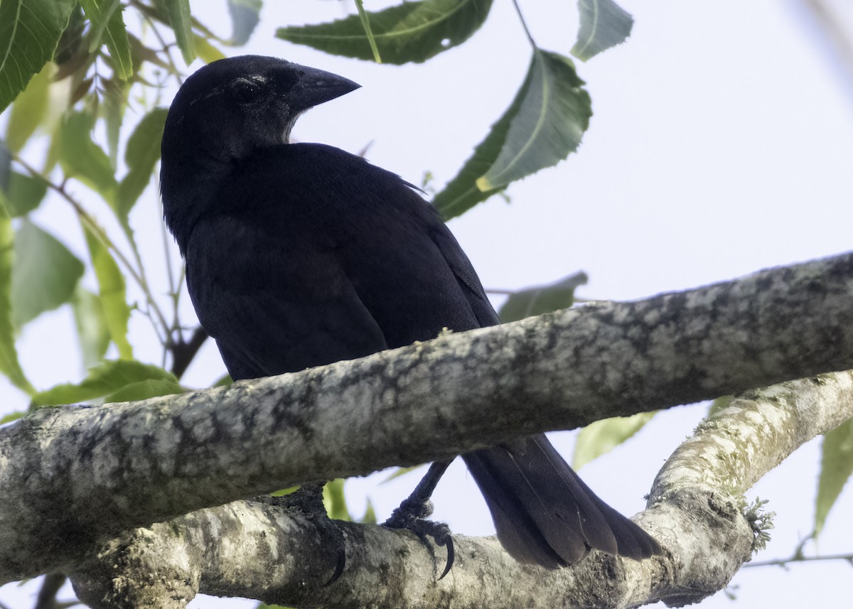 Вашер синій - ML645678886