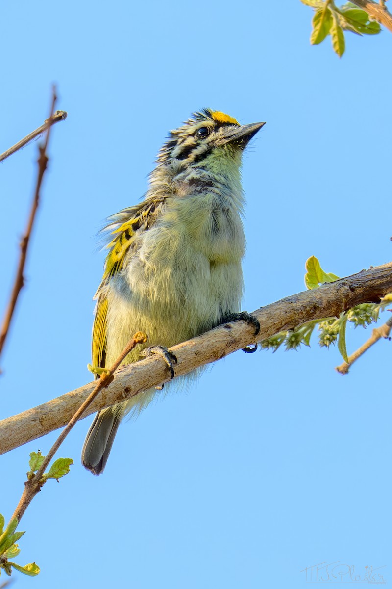 Барбіон жовтолобий - ML645678887