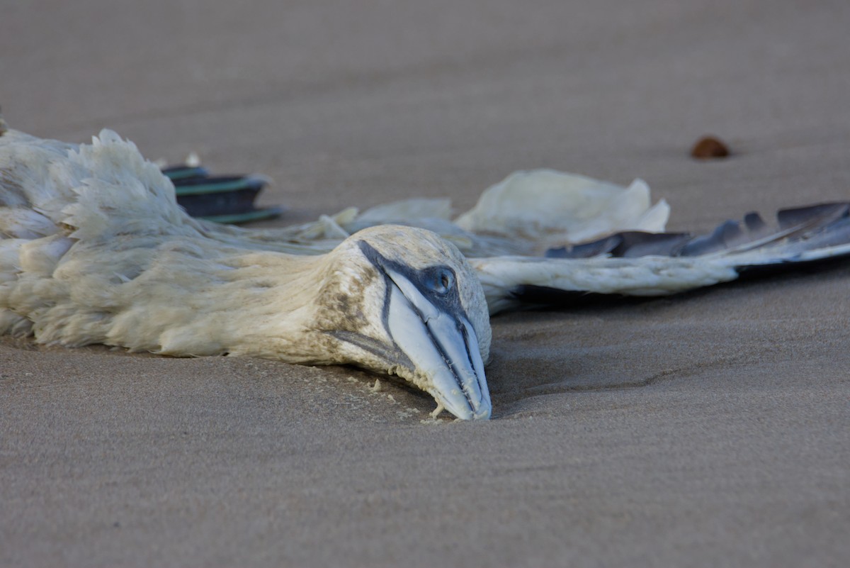 Сула атлантична - ML645678888