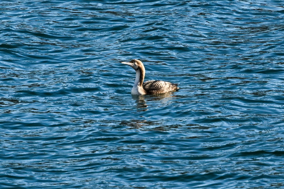 Pacific Loon - ML645678890