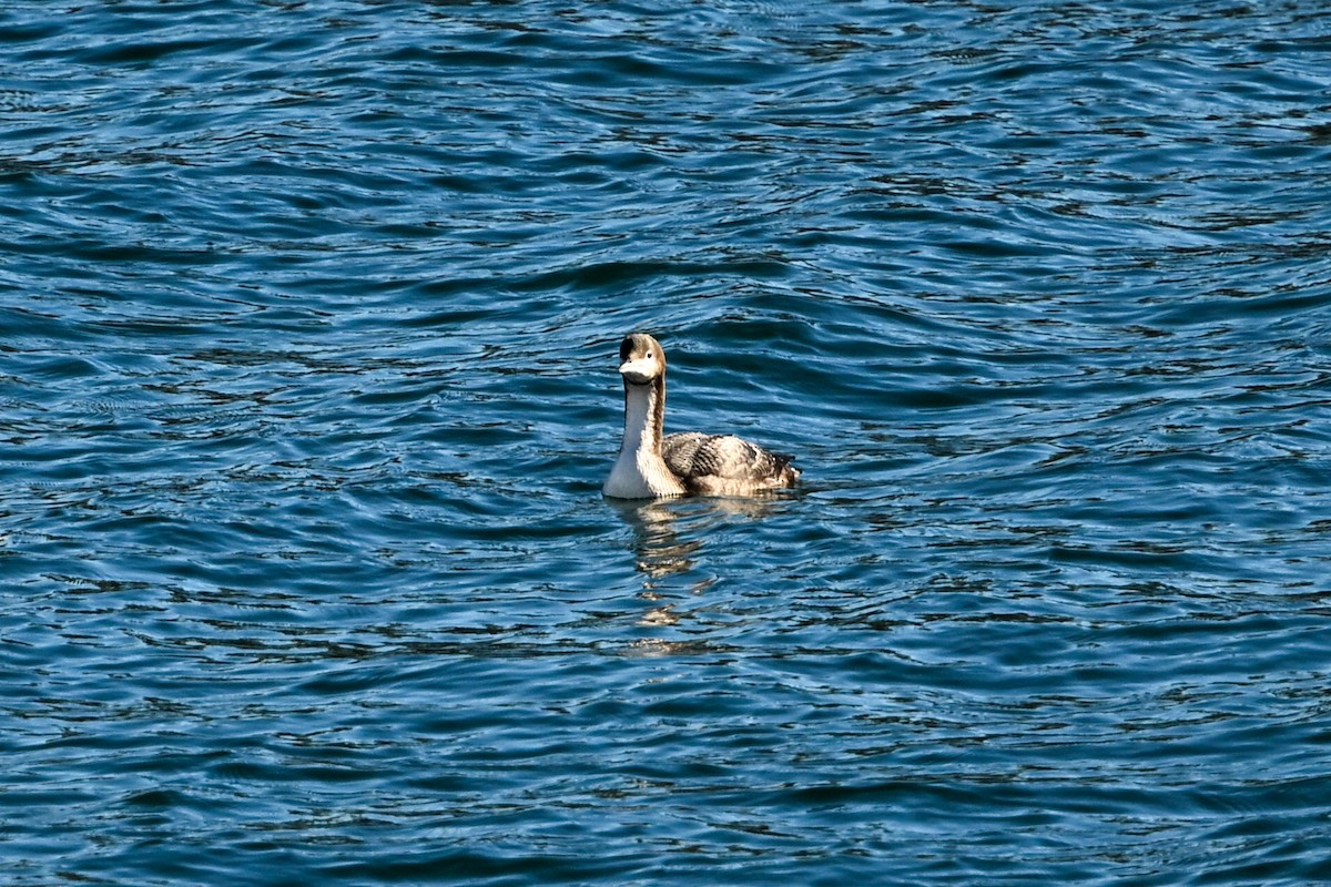 Pacific Loon - ML645678891