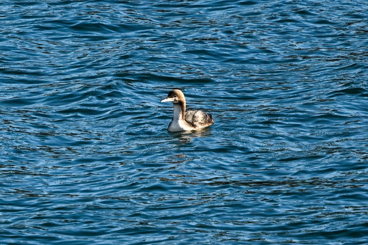 Pacific Loon - ML645678892
