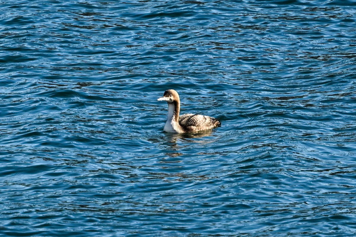 Pacific Loon - ML645678893
