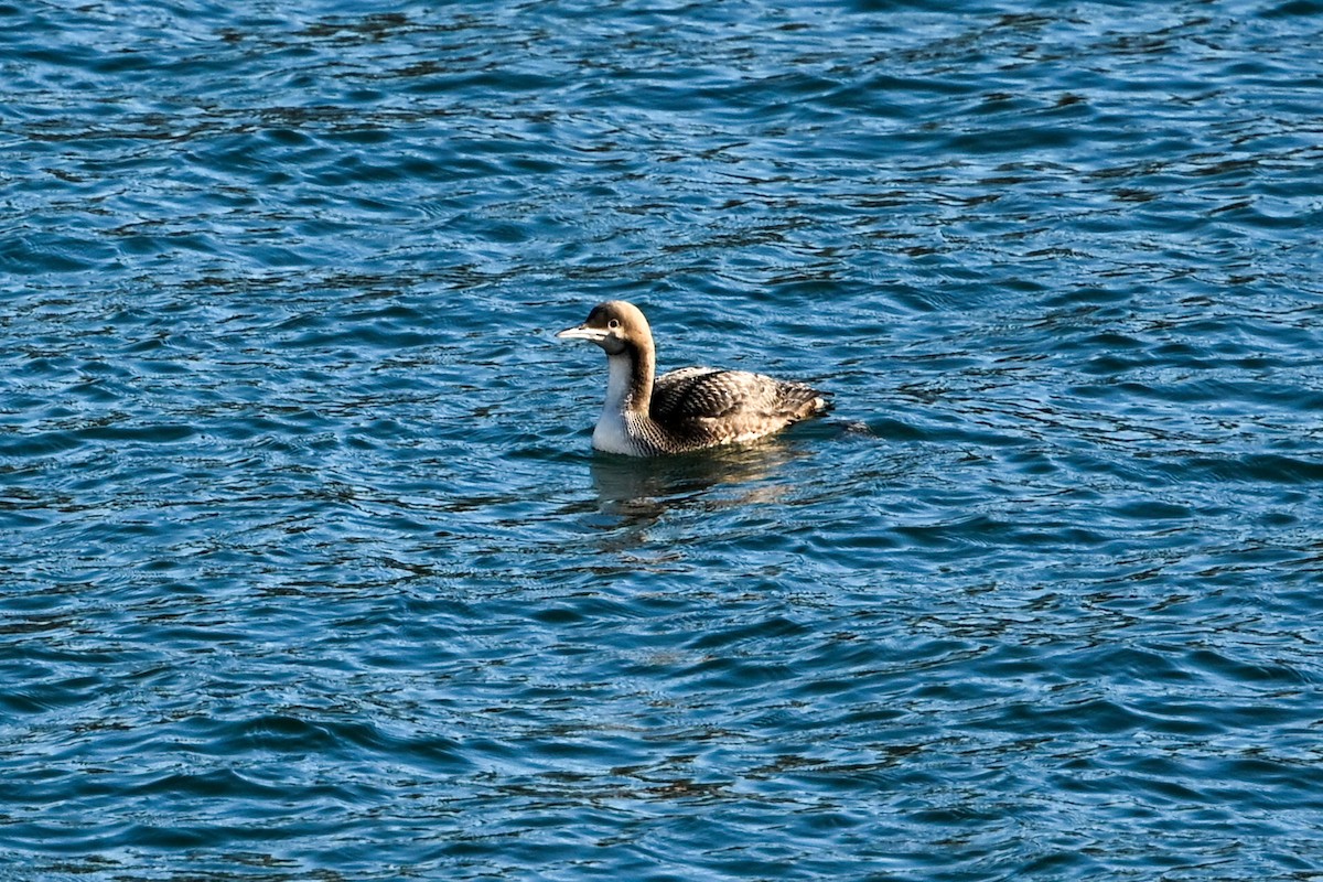Pacific Loon - ML645678894