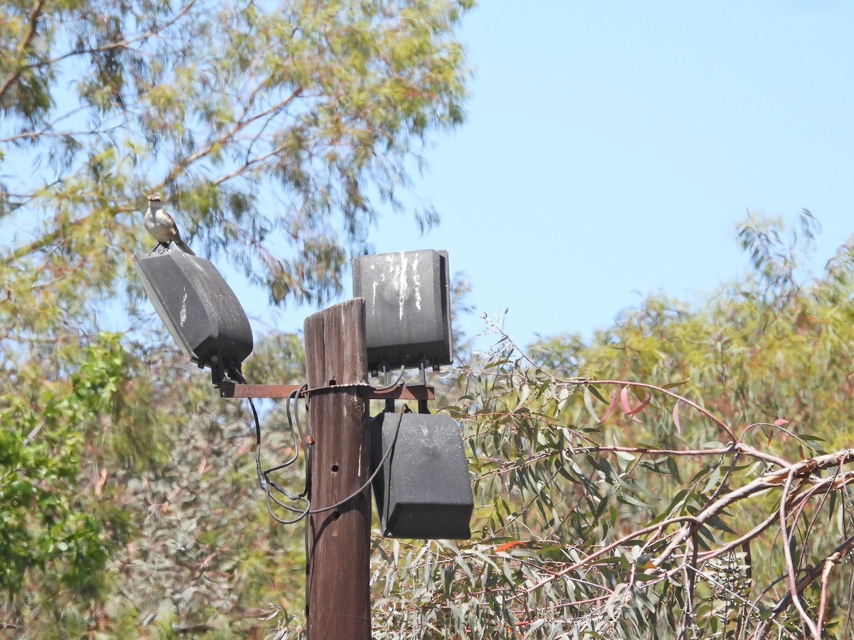 Пересмішник білобровий - ML645678895