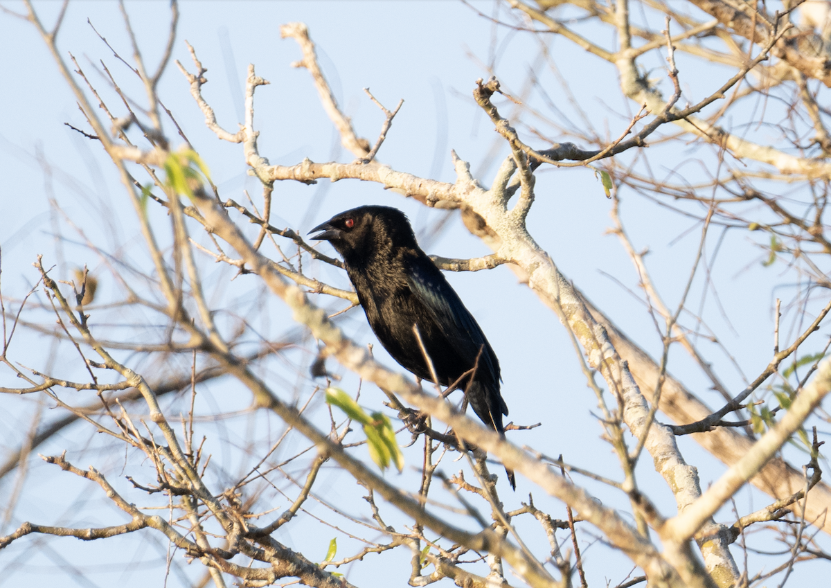 Bronzed Cowbird - ML645678896