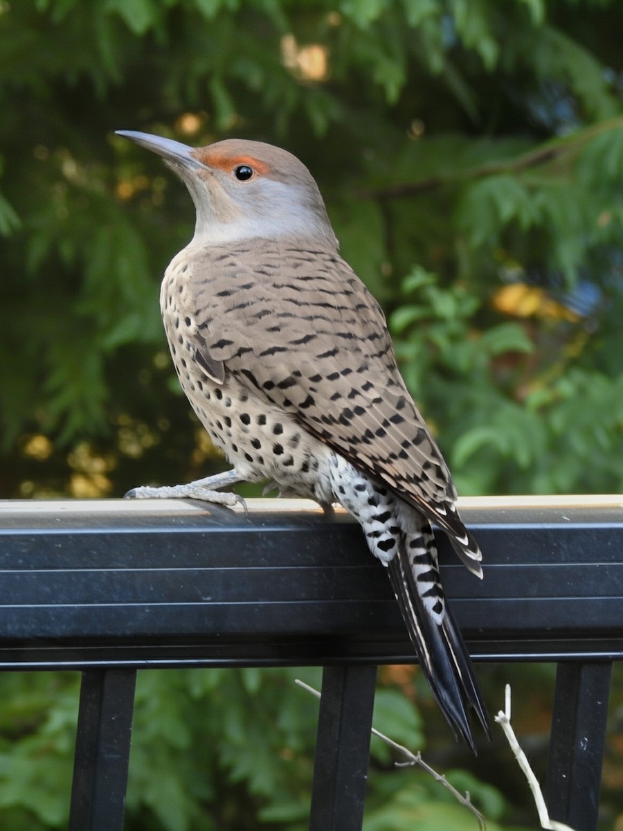 Декол золотистий [група cafer] - ML645678900