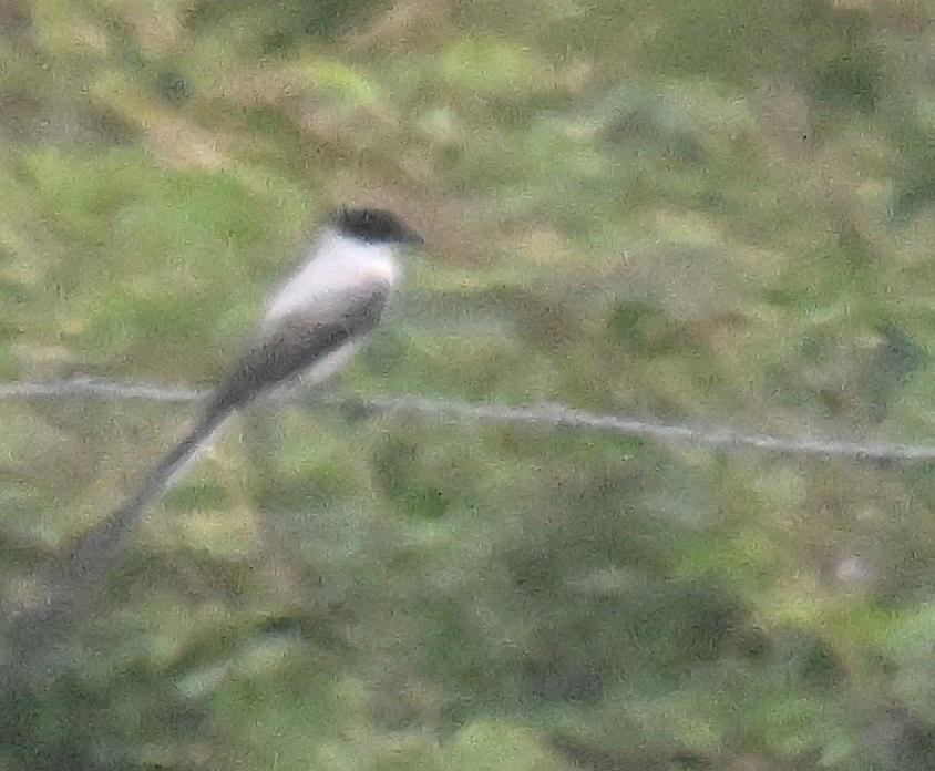 Тиран вилохвостий - ML645678903