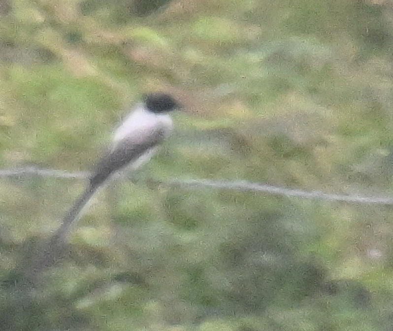 Тиран вилохвостий - ML645678904