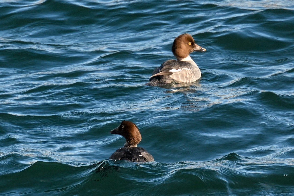 Гоголь зеленоголовий - ML645678905