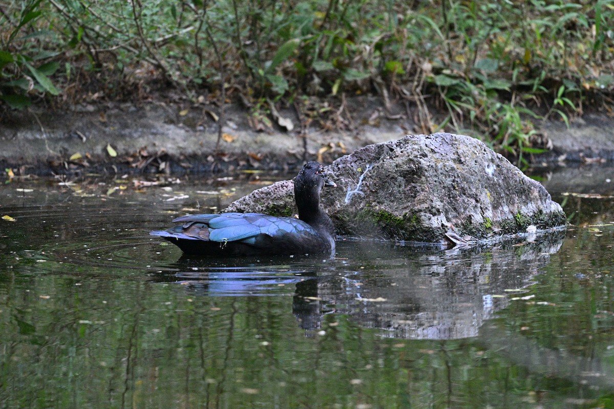 Качка мускусна (свійська) - ML645678906