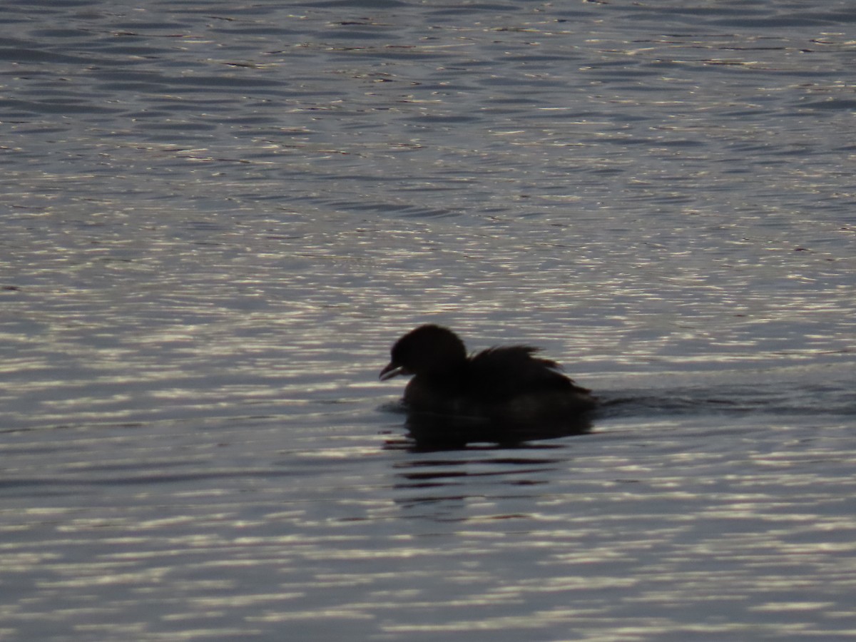 Пірникоза рябодзьоба - ML645678911