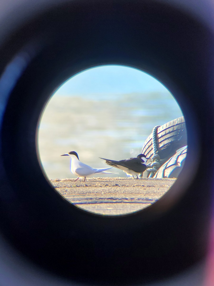White-fronted Tern - ML645678916