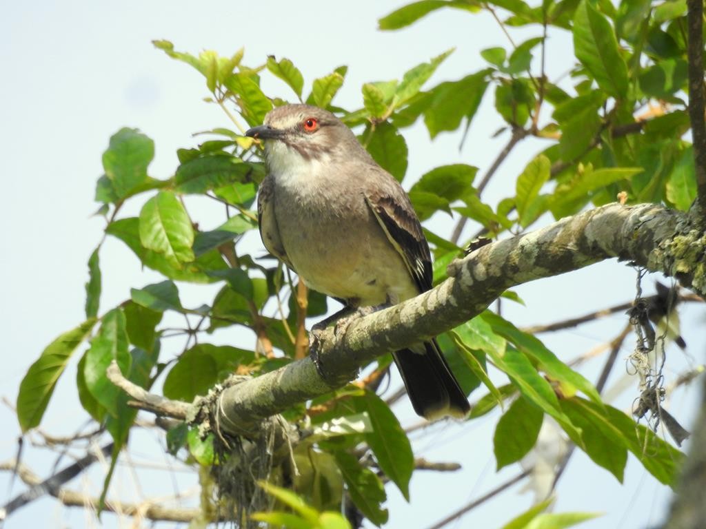 Монжита чорновуса - ML645678917