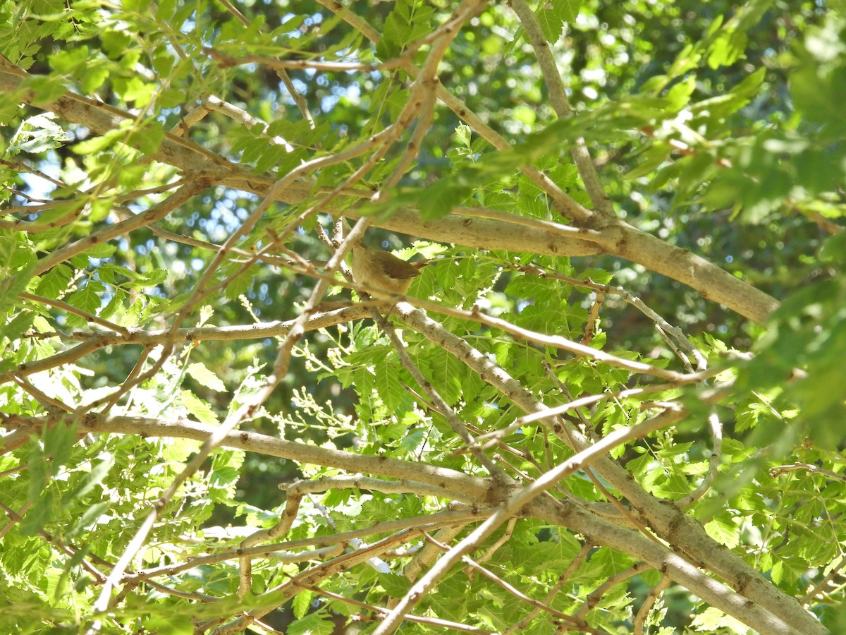 Southern House Wren - ML645678922