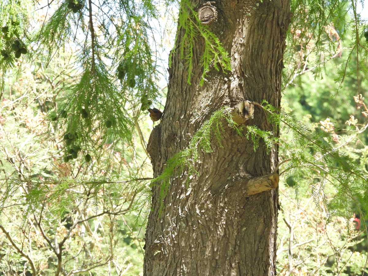 Southern House Wren - ML645678923