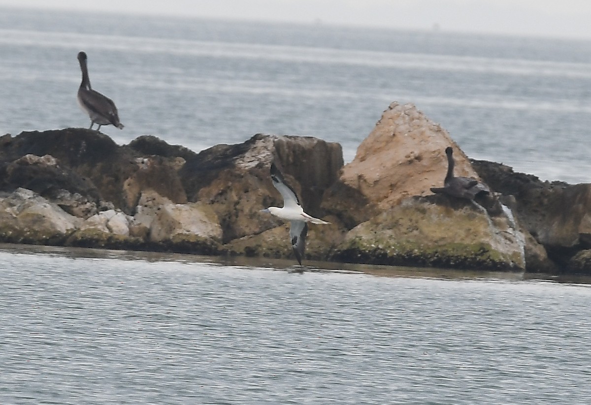 סולה אדומת-רגל - ML645678924