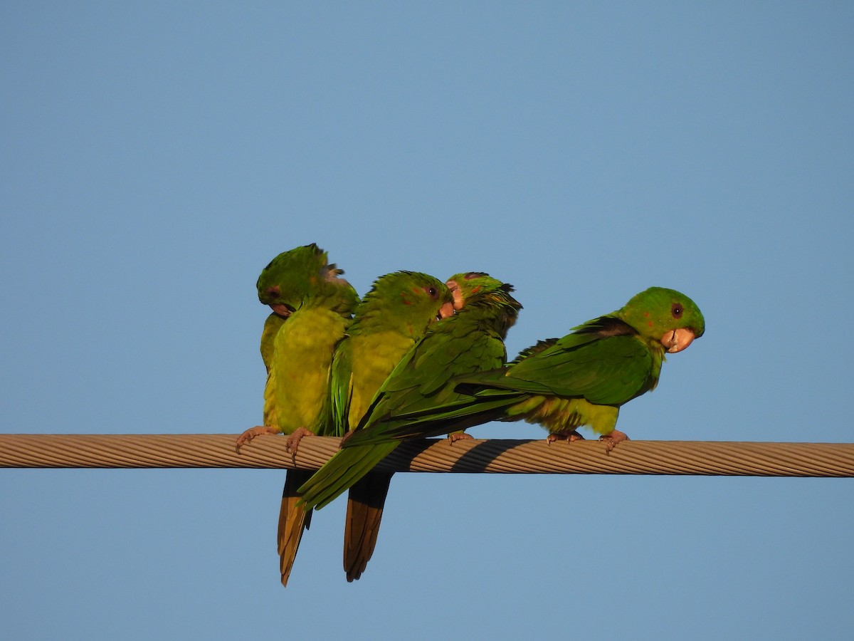 aratinga zelený - ML645678925