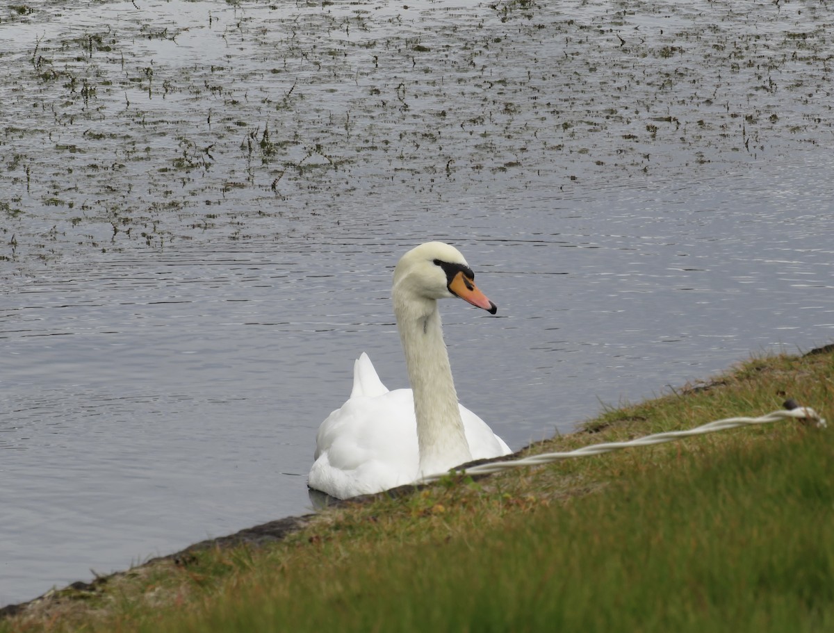 Mute Swan - ML645678928