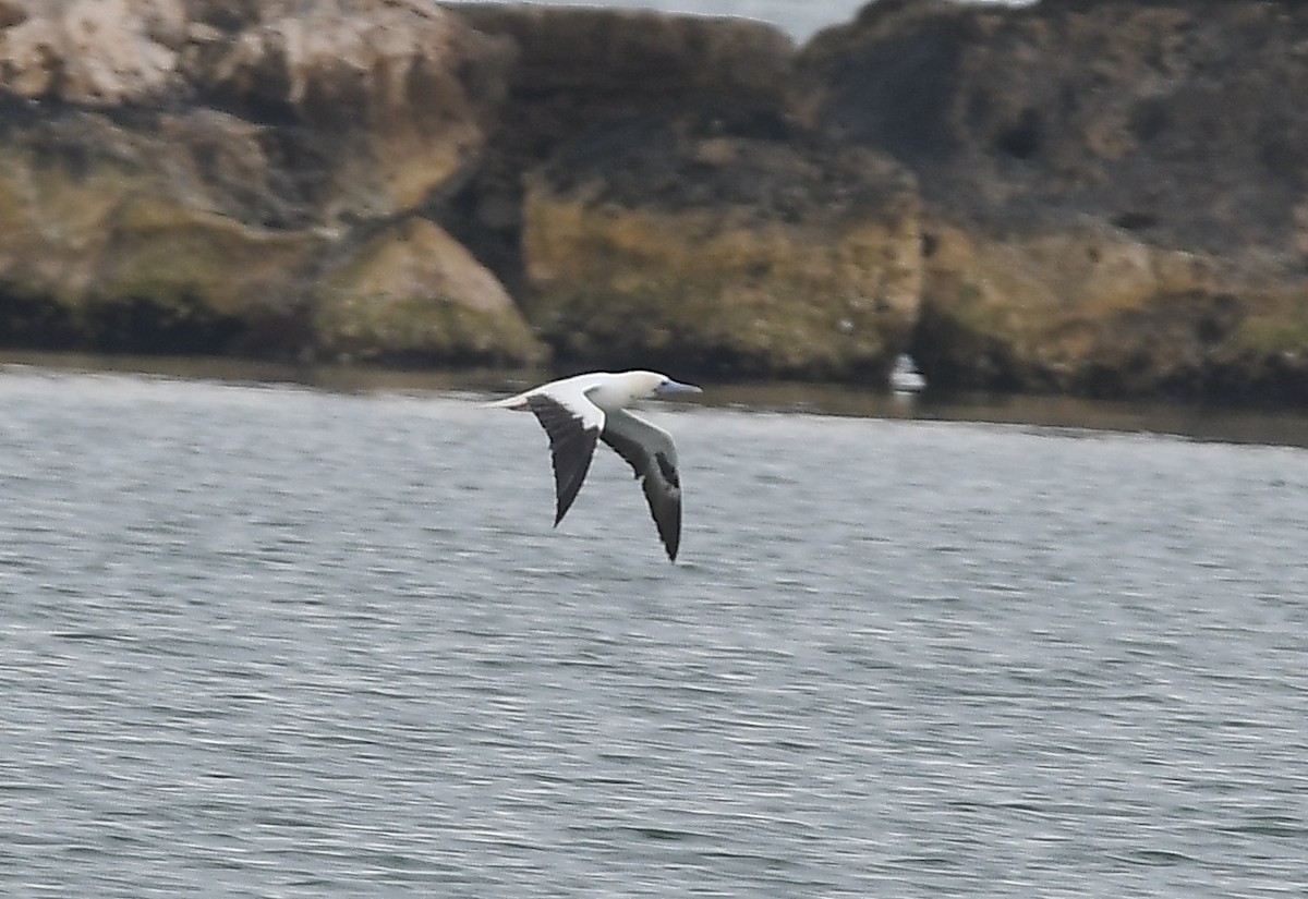 סולה אדומת-רגל - ML645678929
