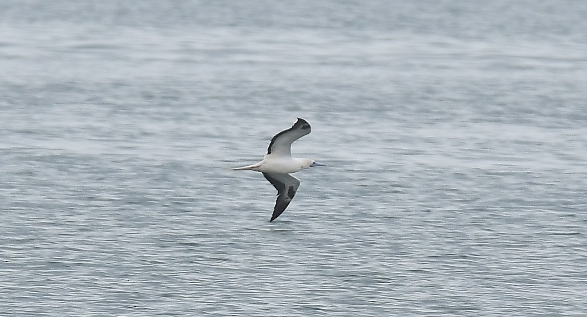 סולה אדומת-רגל - ML645678930