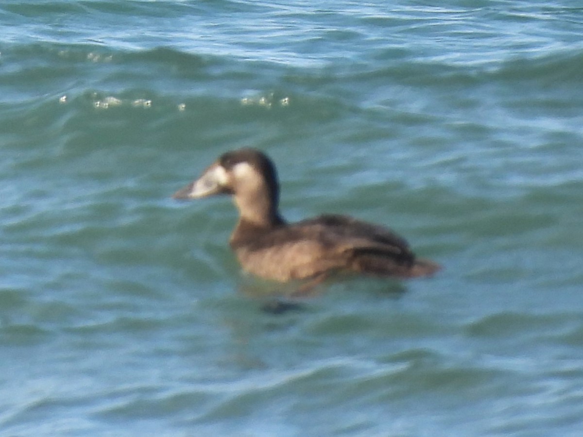 Surf Scoter - ML645678932